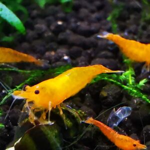 ORANGE - 1.5-2.0 CM